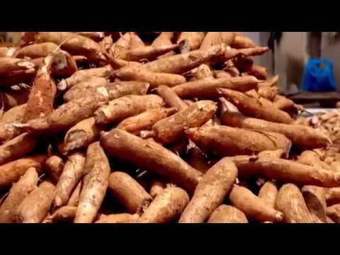 Experience sharing on cassava production and protection