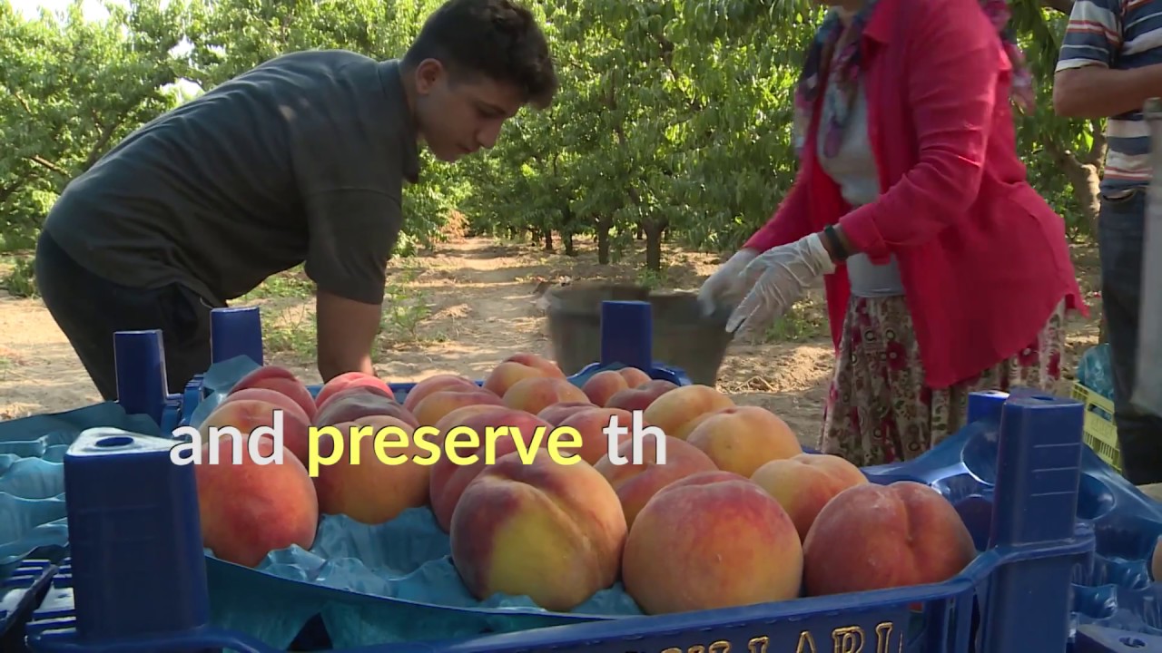 Sweet treats from Turkey: protecting Bursa’s black figs and peaches