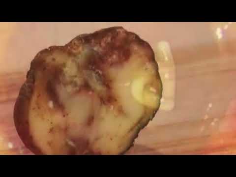 Pest Risk Analysis and Invasive Species (English )