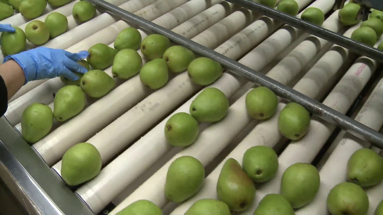 Codex standards at work on a pear orchard in Oregon, USA