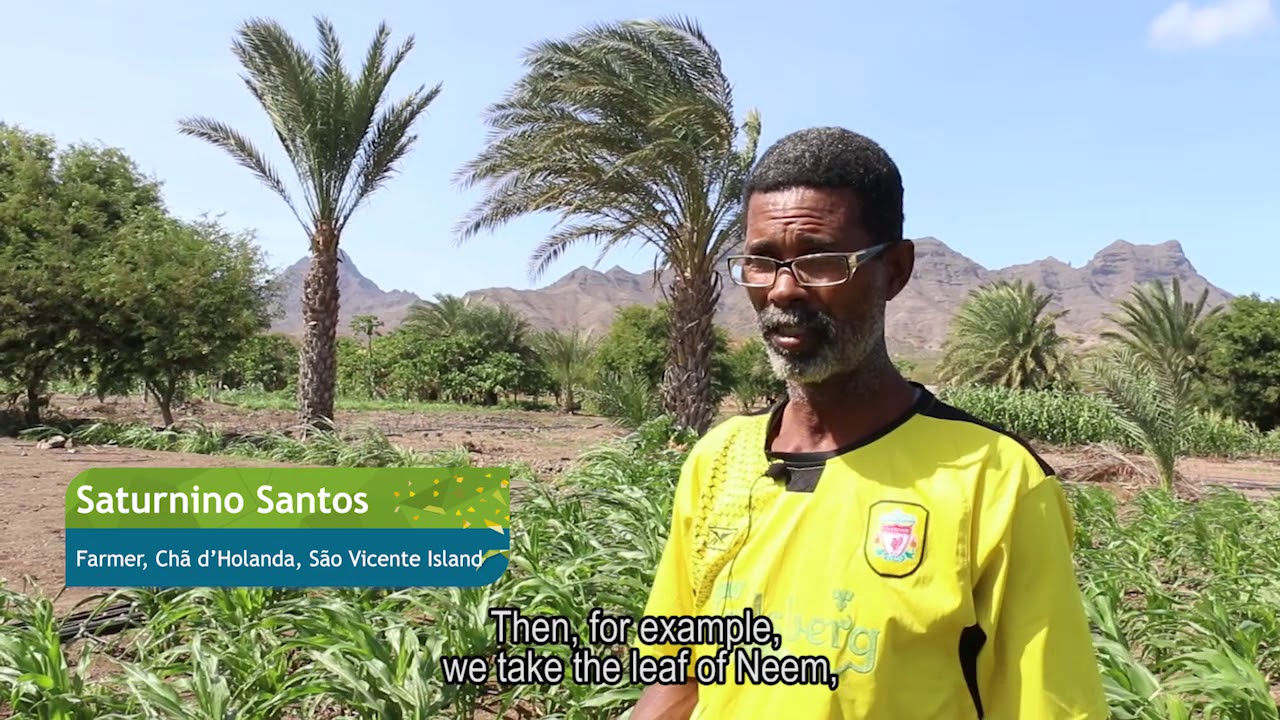 Fall Armyworm in Cabo Verde