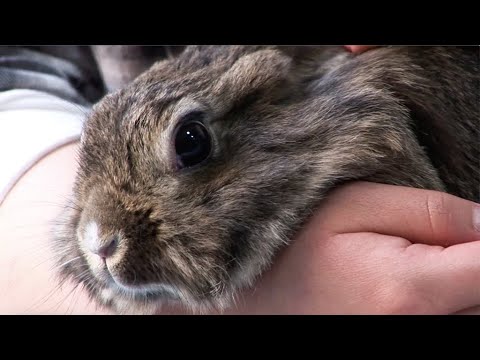 No makeup for animals