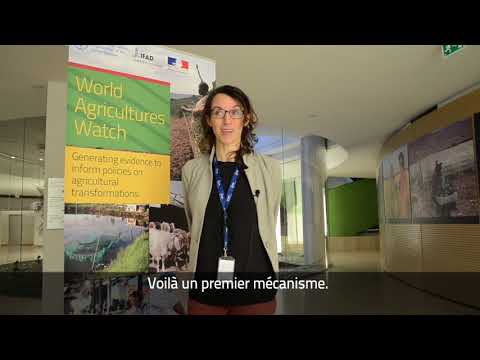 Interview with Eva Hershaw, International Land Coalition (ILC)