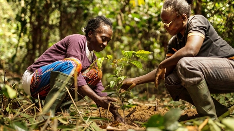 How Sustainable Guitars Are