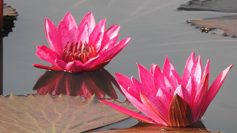 Can Colombo reinvent itself as a wetland city?