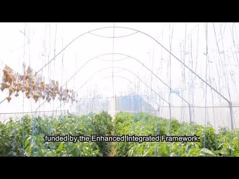 Serious business: growing with greenhouses in Lesotho
