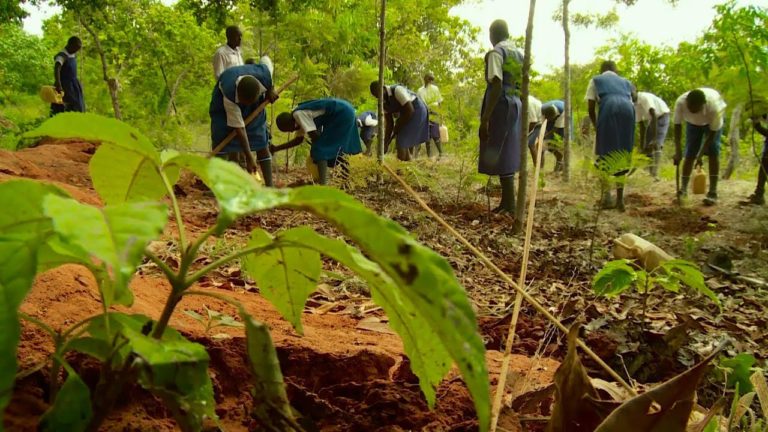 KENYA: Greening Schools