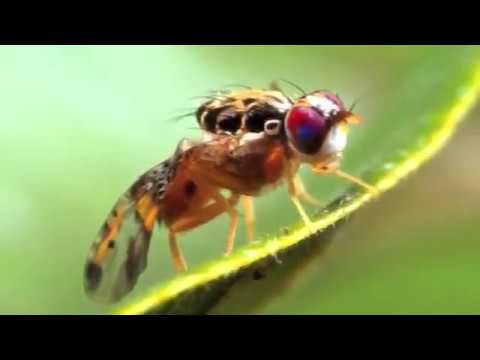 Pest Risk Analysis and Domestic Agriculture (English)