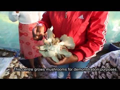 Mushroom farming in Lesotho