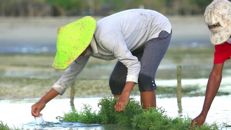 Seaweed, empowers woman in East Sumba (Rumput Laut Berdayakan Perempuan…