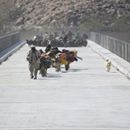 A Bridge to A Better Life for Isolated Afghans