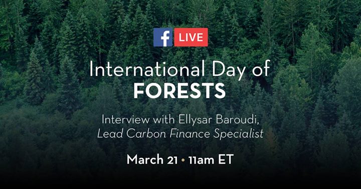 Forests provide vital resources to people and the planet. Th…