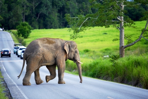 Why did the elephant cross the road?
