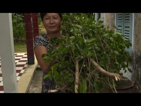 Addressing gender and climate change adaptation in Viet Nam’s agricultu…