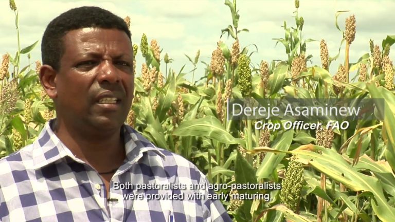 Crop seeds for improved livelihoods