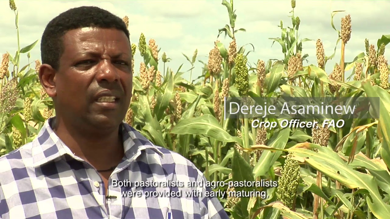 Crop seeds for improved livelihoods