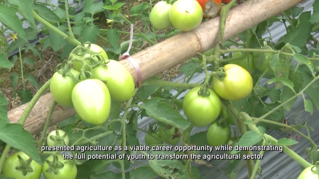 Youth and sustainable development in Viet Nam