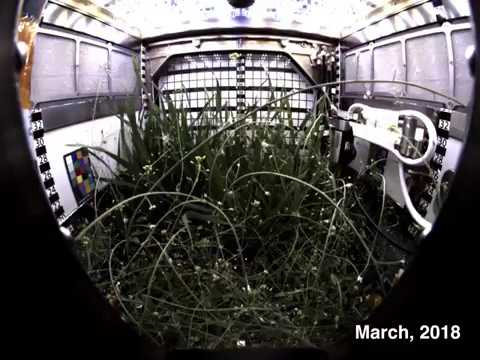 Dwarf Wheat Grows in International Space Station’s Advanced Plant Habi…