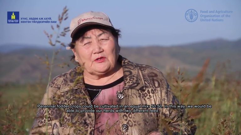 Climate Change & Mongolian Livestock Part II