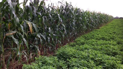 Getting Zimbabwe’s agriculture moving again: The beckoning of new era