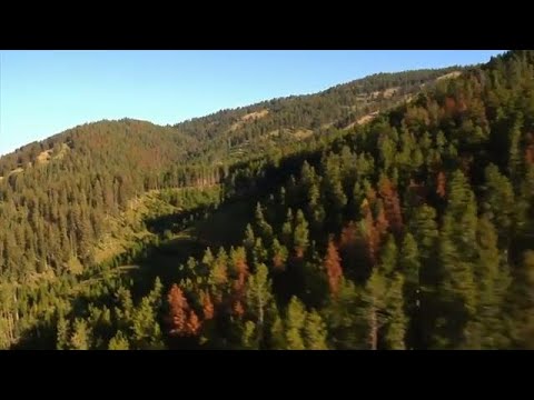 Can you picture a world without forests?