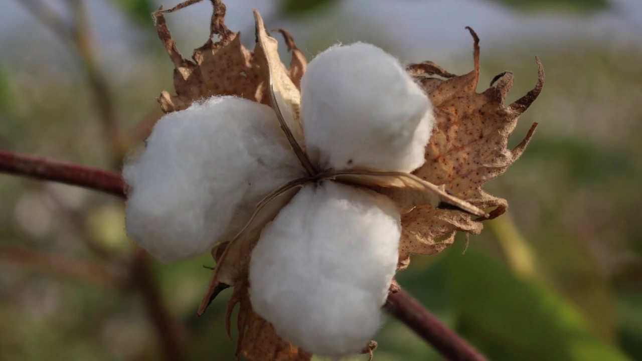 Hacia el fortalecimiento del sector algodonero, por medio de la Coopera…