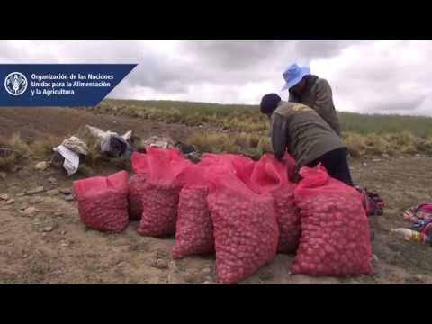 Semilleros: El origen de nuestra papa