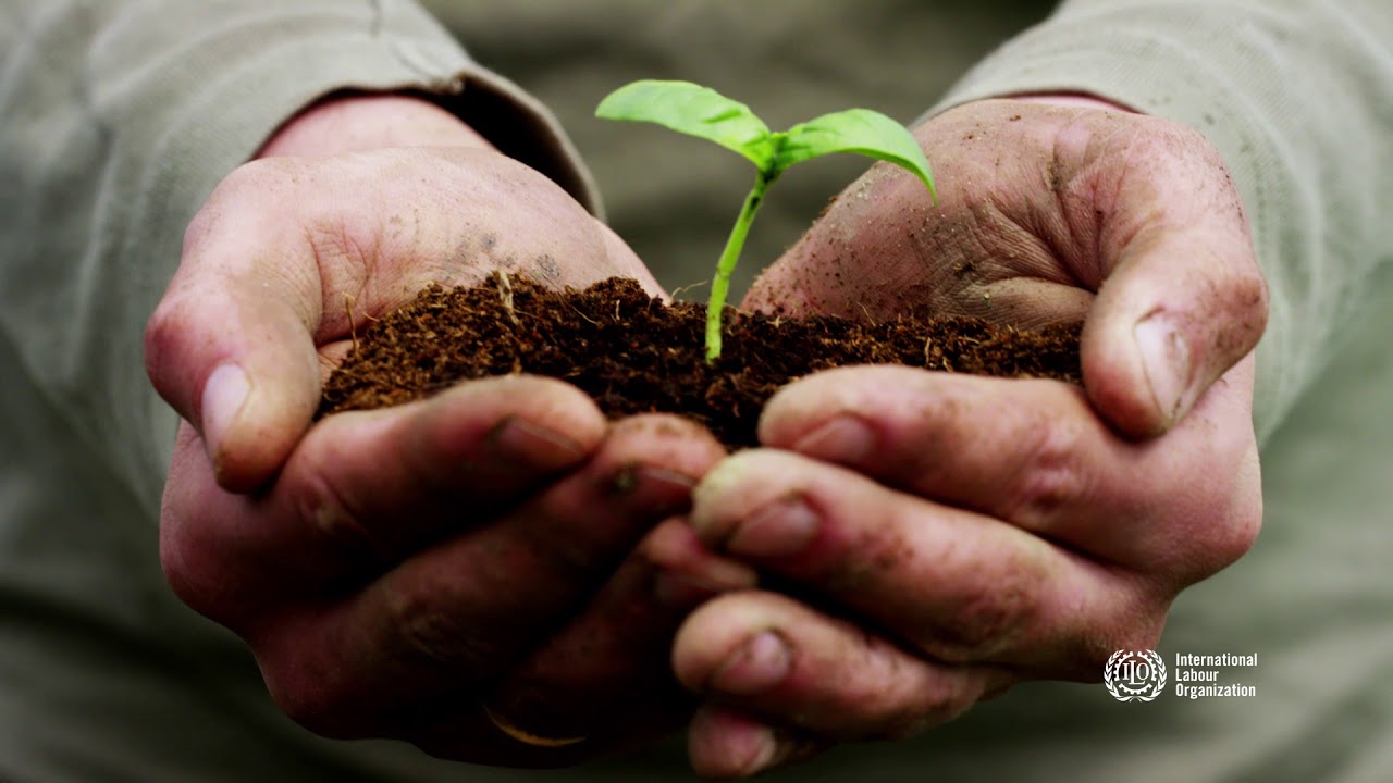 The employment impact of the transition to a green economy