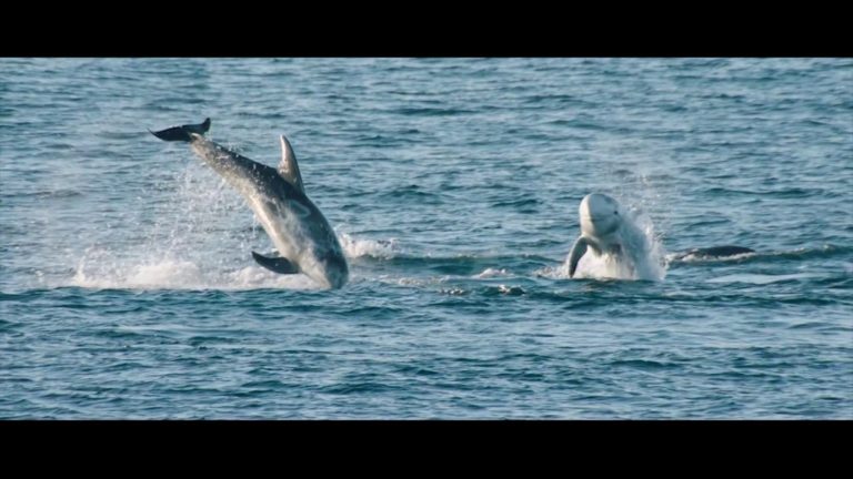 Galway Statement on Atlantic Ocean cooperation – 5th Anniversary