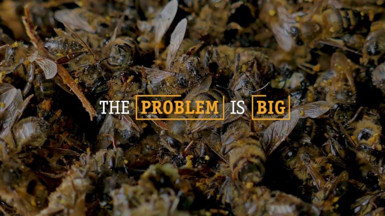 Imagine a world without bees