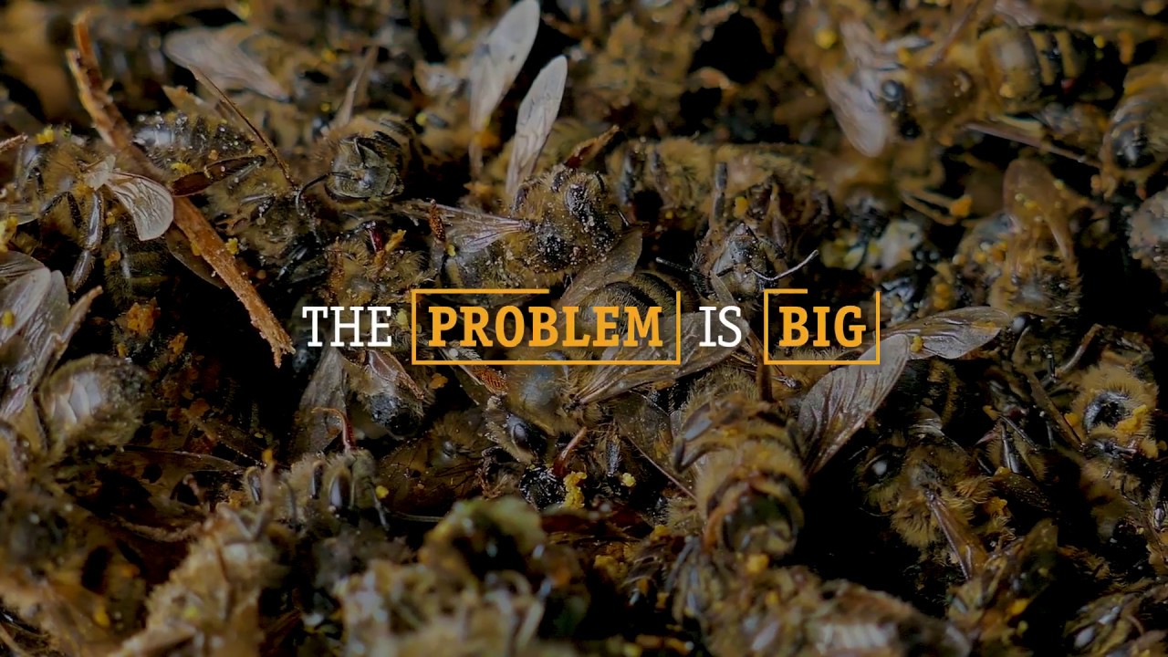 Imagine a world without bees