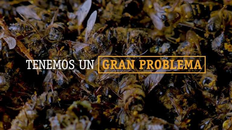 Imagina un mundo sin abejas…