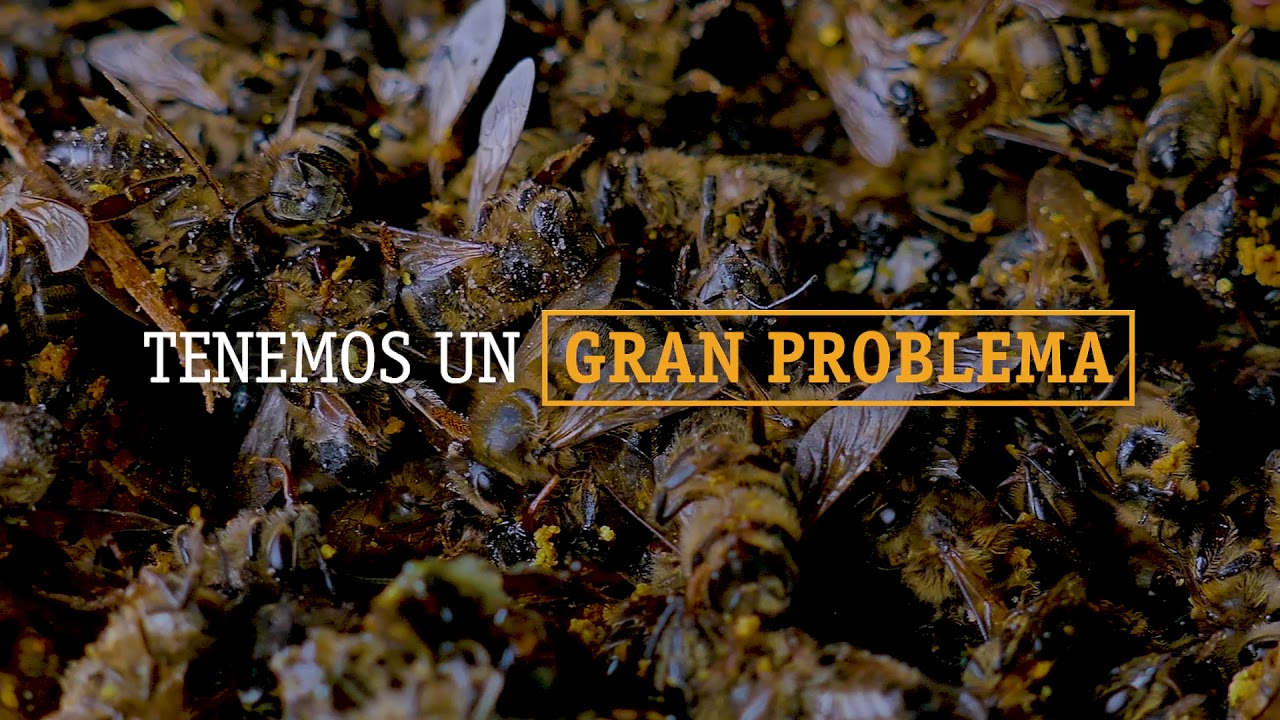 Imagina un mundo sin abejas…