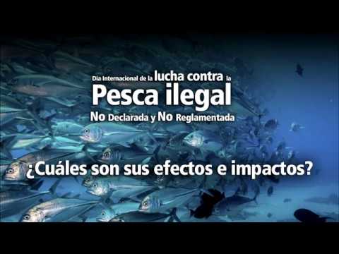 Efectos e impactos de la pesca ilegal no regulada y no reglamentada en …