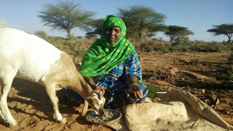 World Desertification Day: Stories of Resilience from Somalia