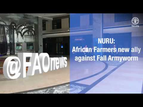 A new app to manage Fall Armyworm in the field