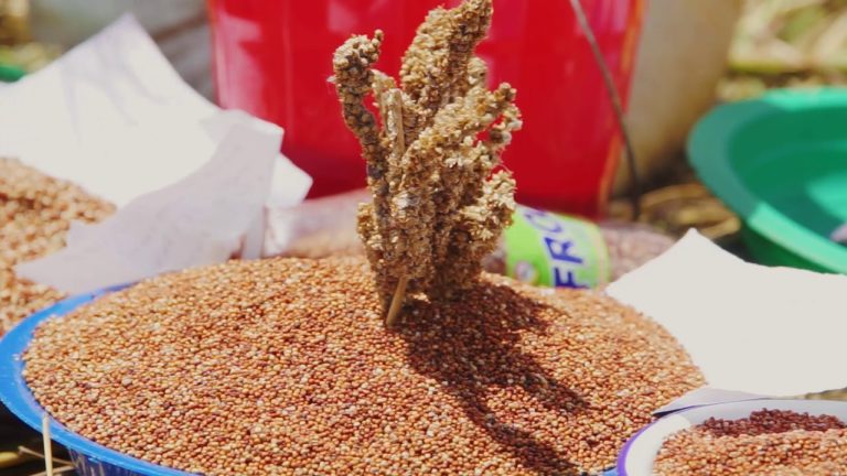 Farmers Diversify Food Production in Malawi with New Crops