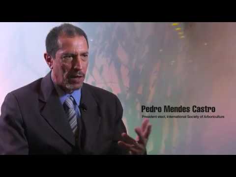 Professional standards for arborists are important