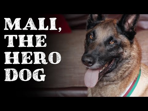 Mali, the hero dog