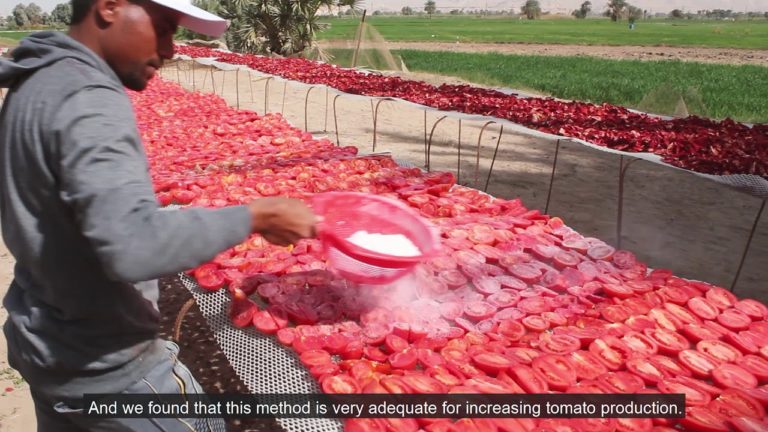 FAO Egypt 40th Anniversary