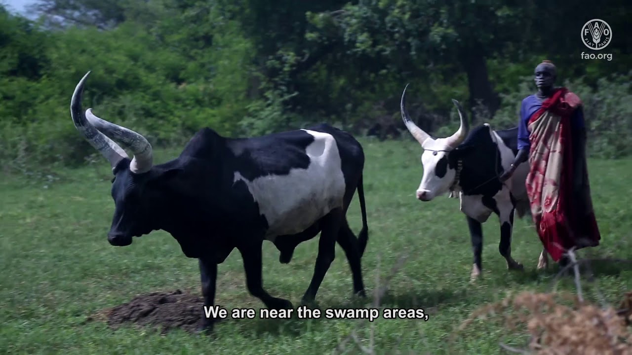 Improving animal health in South Sudan