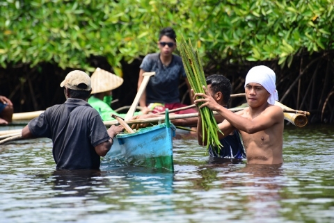 The miracle of mangroves for coastal protection in numbers