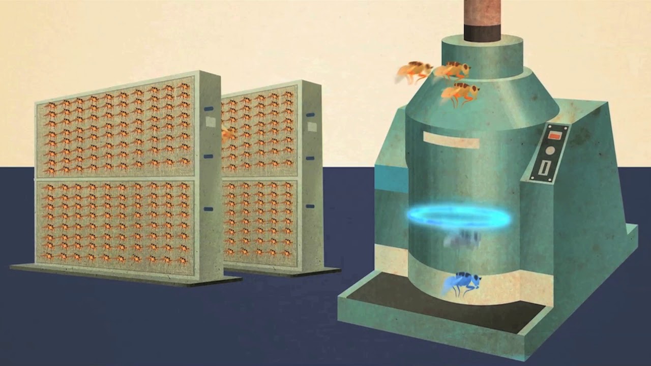 Ciencias nucleares para controlar las plagas