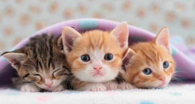 Why New Zealand Council Proposes Cat Ban