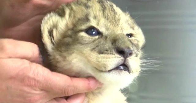 Here’s The World’s FIRST Ever Lion Cubs Born Through Artificial Insemination