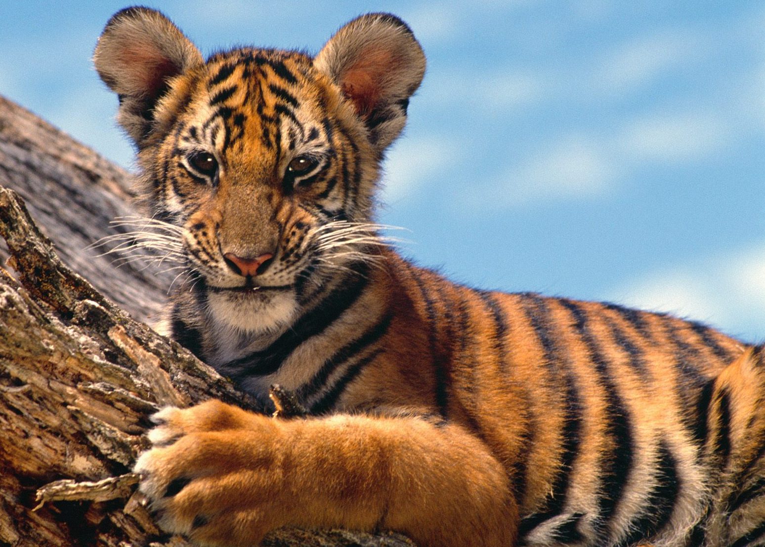 State Tiger Protection Force In Telangana – Check Details Here