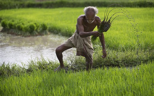 Kalia scheme- A double bonus for Odisha farmers