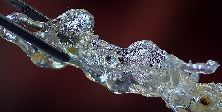 German Researchers Create See-through Human Organs – What Difference Does It Make?