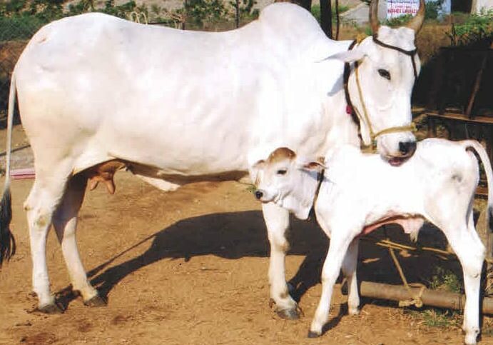 Want To Know Cattle Population In India? – Check Latest Livestock Count Details Here!