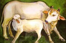 Cattle Population Rises In India – Here’re 2019 Livestock Count Details